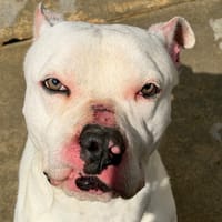 CHURROS, chien à adopter