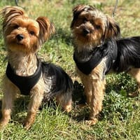ROCCO, chien à adopter