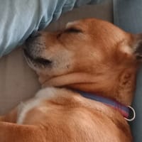 PIRATE, chien à adopter