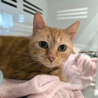 ROUKIE, chatte à adopter