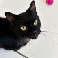 Tilou, chat à adopter
