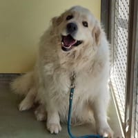 PYA, chienne à adopter