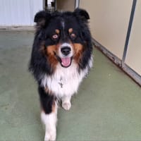 ROCCO, chien à adopter