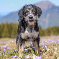 Barry, chien à adopter