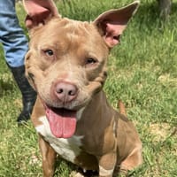 Marley, chienne à adopter