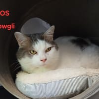 MOWGLI, chat à adopter