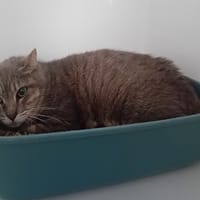 Britannia, chatte à adopter