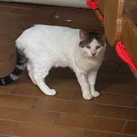 Moka, chat à adopter