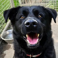 Bling Bling, chien à adopter