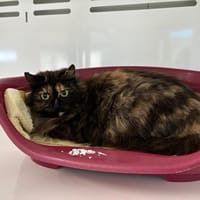 FANZINE, chatte à adopter