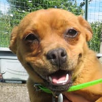 YANMA, chienne à adopter