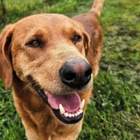 ABRA, chien à adopter