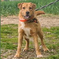 VOLT HAA24719, chien à adopter