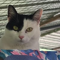 MYO, chatte à adopter