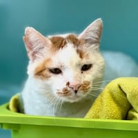 Chelki [FIV+], chat à adopter