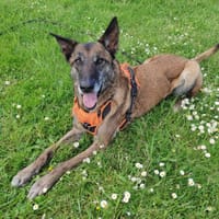LEILA QCN, chienne à adopter