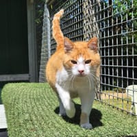 OUPS, chat à adopter