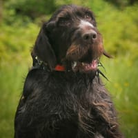 OWEN HAA24448, chien à adopter