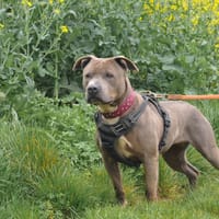 GUILIA HAA24569, chienne à adopter