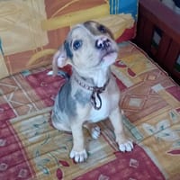 ARROW, CHIOT MÂLE BERGER CRÉOLE, chien à adopter