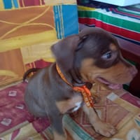 ISKA, chiot femelle Berger Créole, chienne à adopter