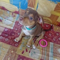 RYKER, CHIOT MÂLE BERGER CRÉOLE, chien à adopter