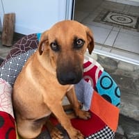 YANKEE, Mâle BERGER CRÉOLE, chien à adopter