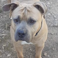 ZEUS, chien à adopter