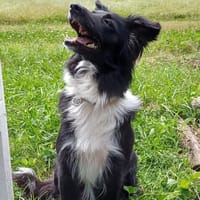 GAIA, chienne à adopter