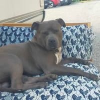 RAVEN, chien à adopter