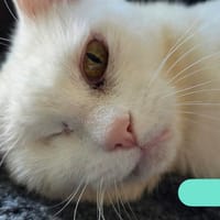 Akasha 🐱🚺, chatte à adopter