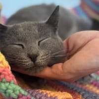 ORIA, chatte à adopter