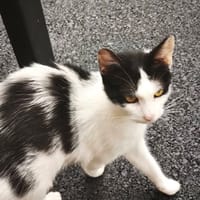 KUM KUM, chatte à adopter