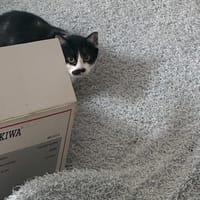 minette, chatte à adopter