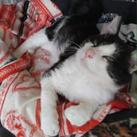london, chat à adopter