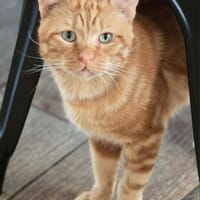mickey, chat à adopter