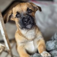Mitsou, chien à adopter
