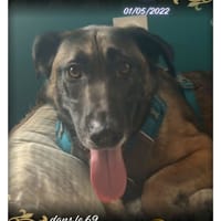 Ursu, chien à adopter