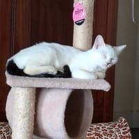 MUSE chatonne noir et blanche, chatte à adopter