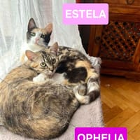 ESTELA ET OPHELIA, chatte à adopter