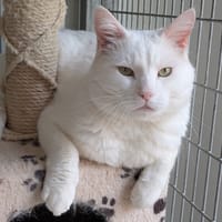 TZICKY, chat à adopter