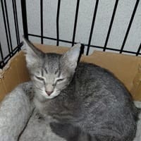 YUKI CHATONNE, chatte à adopter
