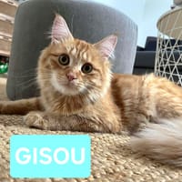 GISOU, chat à adopter