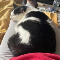 Unser Wunder Agata sucht liebes Home, Katze zur Adoption