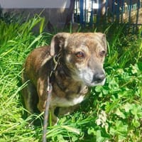 Toller dackelmix Fritz, Hund zur Adoption