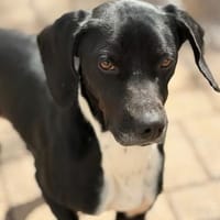JACKY - sucht seinen Neuanfang, Hund zur Adoption