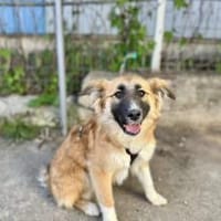 Herta - freundlich und liebenswert, Hündin zur Adoption