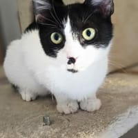 Chupa  aufgeweckte junge Entdeckerin, Katze zur Adoption