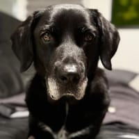 Chérie, Hündin zur Adoption