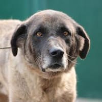 Santi - sehr verschmust u. lieb, Hund zur Adoption